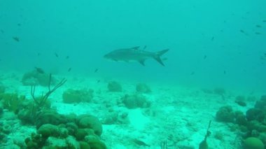 Bir Tarpon görünümünü kapat