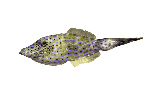 Aluterus Scriptus olarak da bilinen Scrawled Filefish — Stok fotoğraf