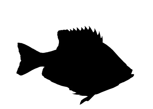 Pesce persico sole silhouette isolato — Foto Stock