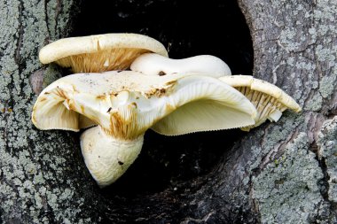 Bir ağaç düğüm büyüyen mantar