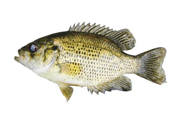 Rock Bass (Ambloplites Rupstris) aislado sobre un fondo blanco — Foto de Stock