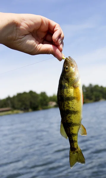 Sötvatten abborre dinglar från en krok — Stockfoto