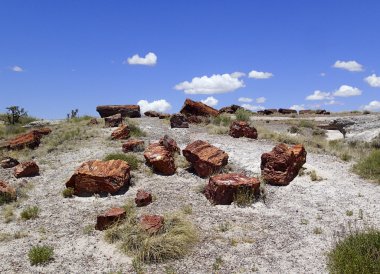 Taşlaşmış ağaç örnekleri açık havada 