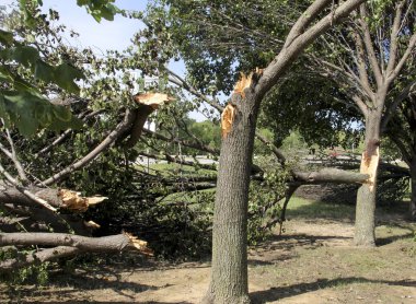 Fırtına hasar ağaçlar ve dalları