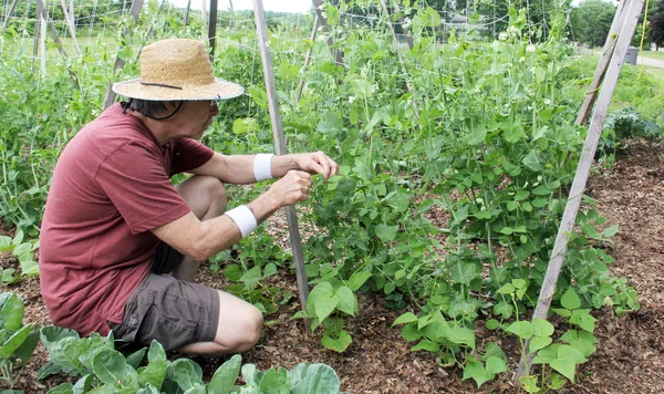 年配の男性の庭から豆を選ぶ — ストック写真