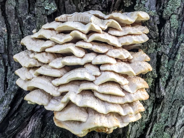 나무에 야생 버섯의 스택 — 스톡 사진