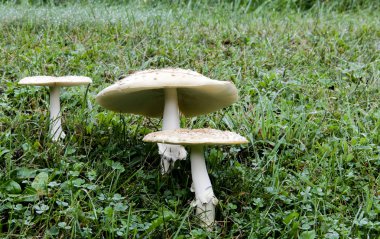 Zehirli mantar bir yeşil çayır çimen