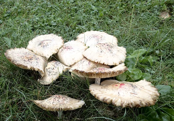 Giftige paddestoelen op een weide van gras — Stockfoto