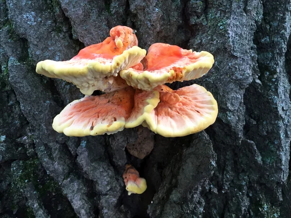 Kip van het bos paddestoelen in het wild — Stockfoto