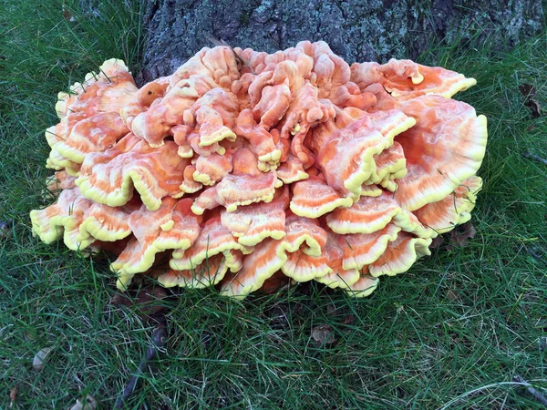 Pollo del bosco funghi allo stato brado — Foto Stock