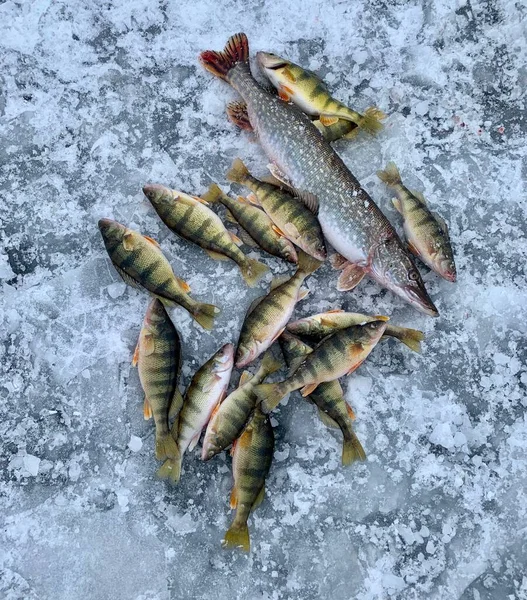 Fang Von Fischen Beim Eisfischen Auf Dem Eis — Stockfoto
