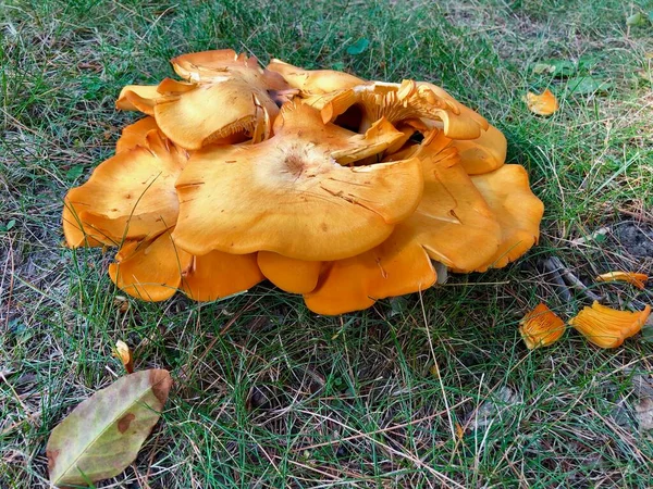 Giftige Jack Lantaarn Paddenstoelen Die Het Wild Groeien — Stockfoto