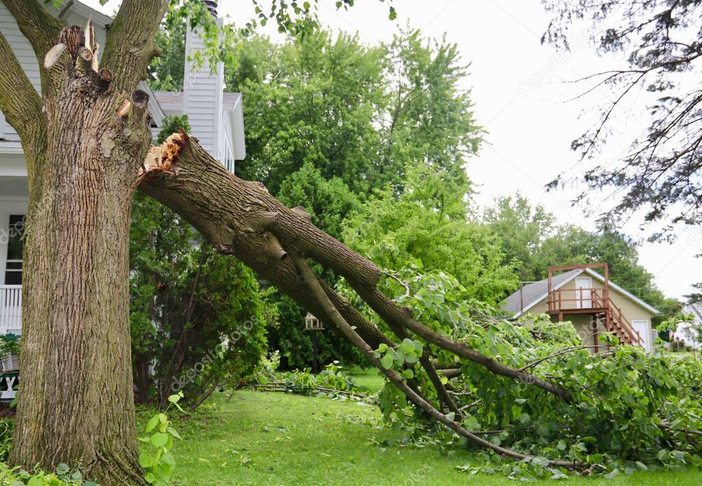 Broken limb on a mature tree from storm damage
