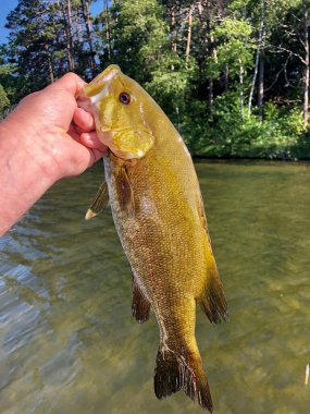 Smaal Mouth Bass 'ı tutan balıkçı nehre yakalandı.