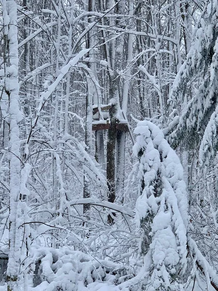 大雪覆盖着一个狩猎台和树木 — 图库照片