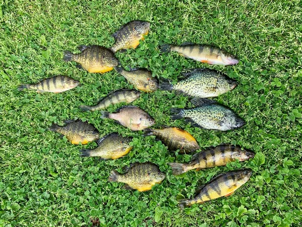 Fångst Pan Fish Ligger Grön Gräs Bakgrund Stockbild