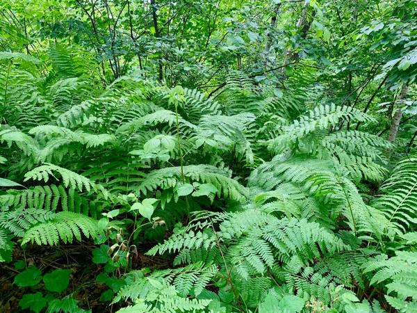 Wild Ferns Wooded Plants Make Ferns Background — Stock Fotó