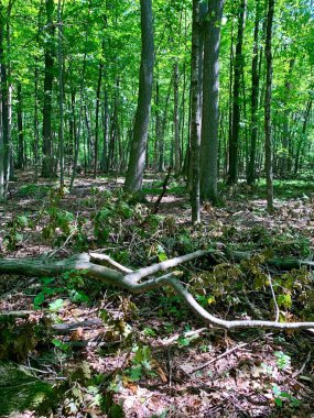 Yaprakların arasından parlayan güneşin aydınlattığı yeşil orman.