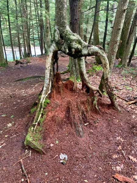 Странность Лесного Дерева Корнями Растущими Над Землей — стоковое фото