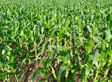 Yeşil mısır bitkileri mısır tarlası arkaplanı oluşturur