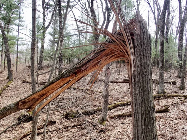 Splintered Tree Wind Storm Shows Natures Damage — Zdjęcie stockowe