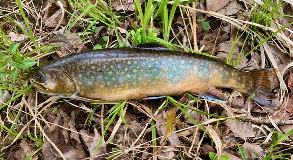 Beekforel Oever Van Een Forel — Stockfoto