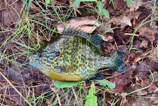 湖のほとりに寝そべっているブルーギルを捕まえた — ストック写真