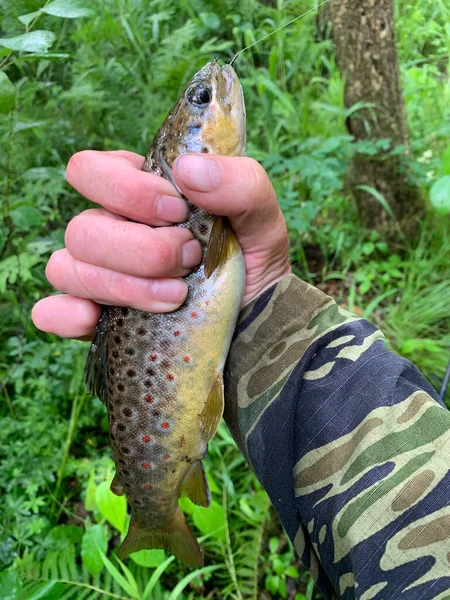 Pescador Segurando Uma Truta Marrom Pego Contra Fundo Arborizado Verde — Fotografia de Stock