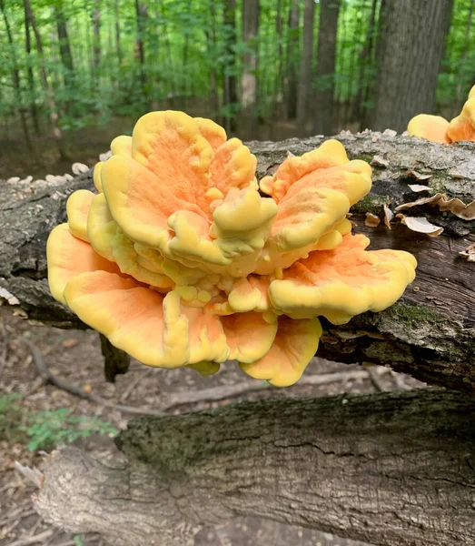 Laetiporus Sulphureus Pollo Del Fungo Del Bosco — Foto Stock