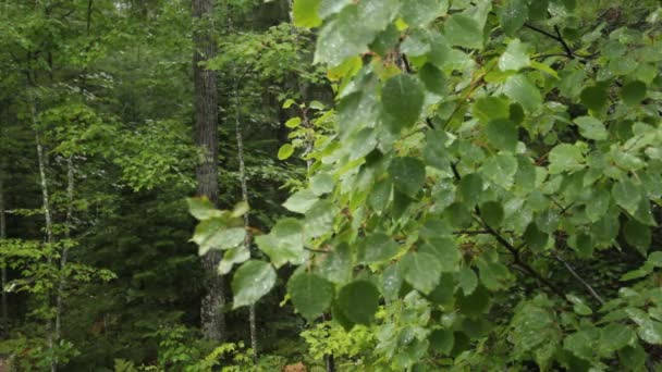 Forêt d'été pluie — Video