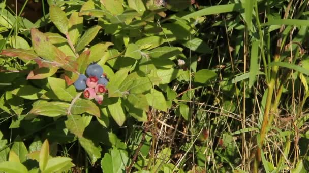 Picking wild blueberries Video Clip