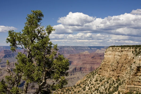 Grand canyon bord sud — Photo