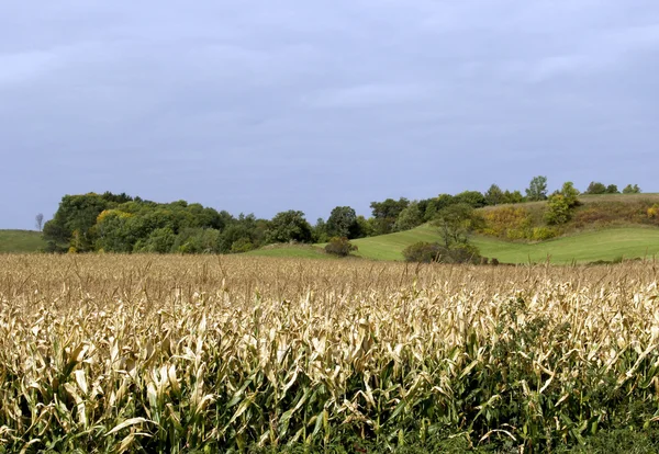 Na podzim kukuřičné pole ve Wisconsinu — Stock fotografie