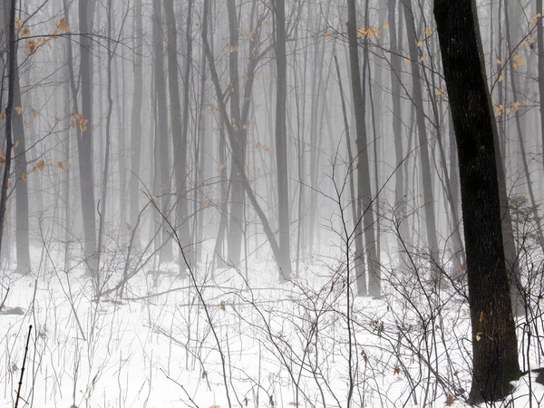 spooky foggy woods in an early morning scene