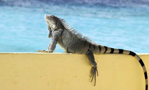 Okyanus Manzaralı Iguana — Stok fotoğraf