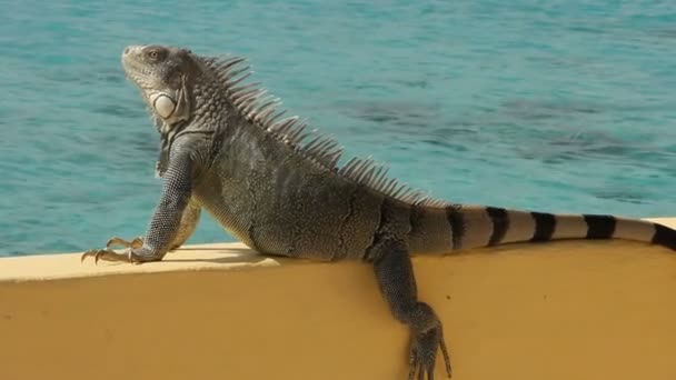 Sun bathing Iguana — Stock Video