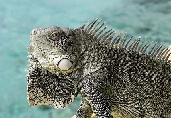 Iguana i beredskap — Stockfoto