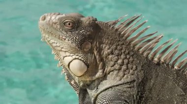 Iquana yakın çekim