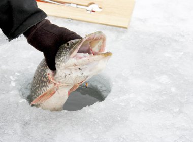 Kuzey Pike buzu