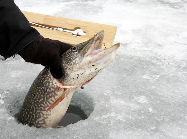 Lúcio do norte capturado pesca no gelo — Fotografia de Stock
