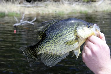 (Promoxis kadar yakın crappie)