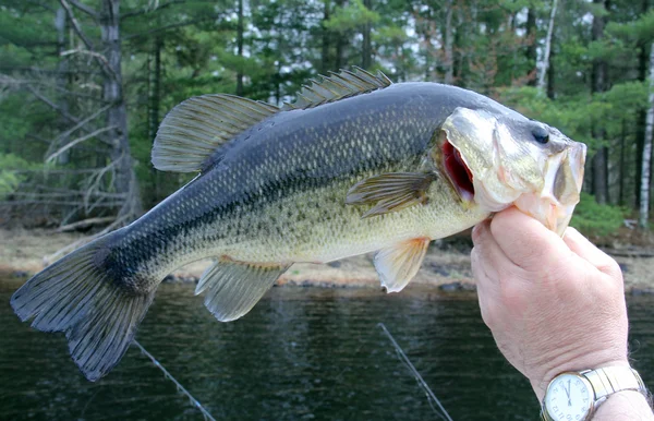 Largemouth bas — Stockfoto