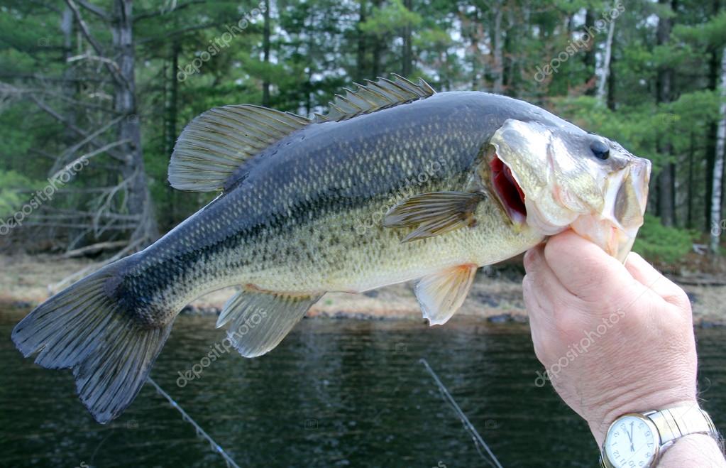 Largemouth Bass — Stock Photo © dcwcreations 71946599