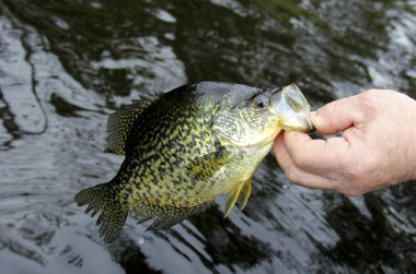 Crappie yakalamak ve yayın