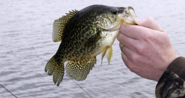 Balıkçı ile yakalanan bir Crappie
