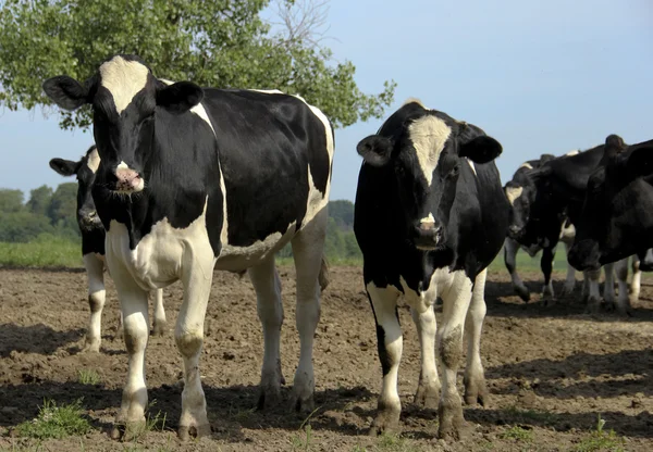 Holstein Herd — Φωτογραφία Αρχείου