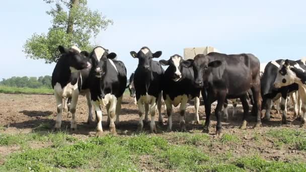 Holstein rebaño de vacas lecheras — Vídeo de stock