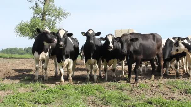 Holstein Dairy Cow Herd
