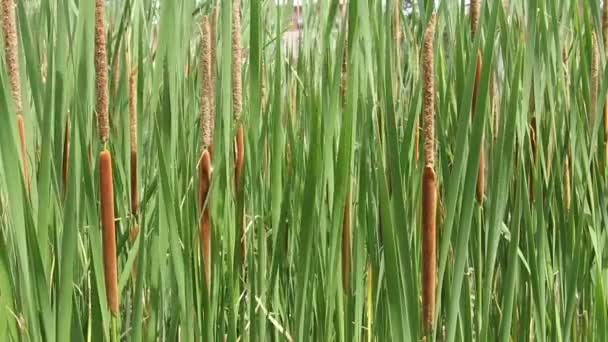 Cattails bakgrund — Stockvideo