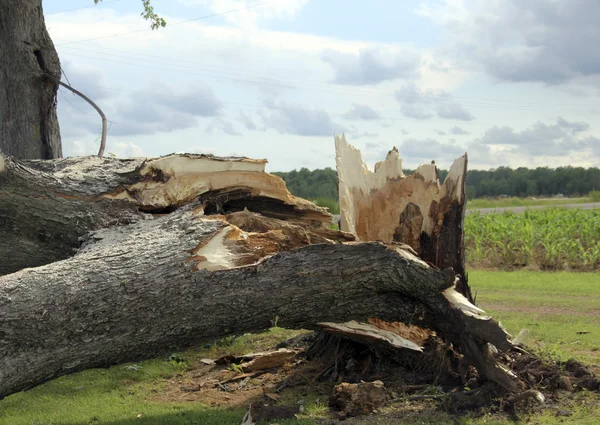 Wind Storm Damage — Stock Photo, Image